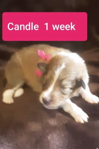 CANDLE 1 WK